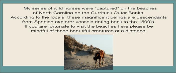 OBX wild horses 