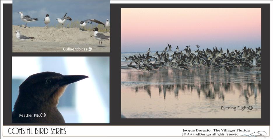 jacque dorazio coastal bird photo series